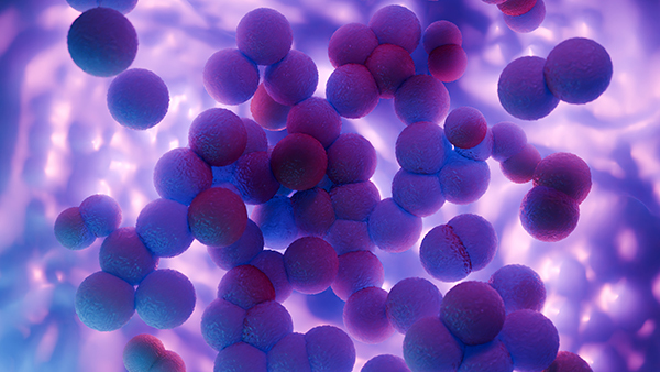 薬剤耐性菌の黄色ブドウ球菌（MRSA）のイメージ写真