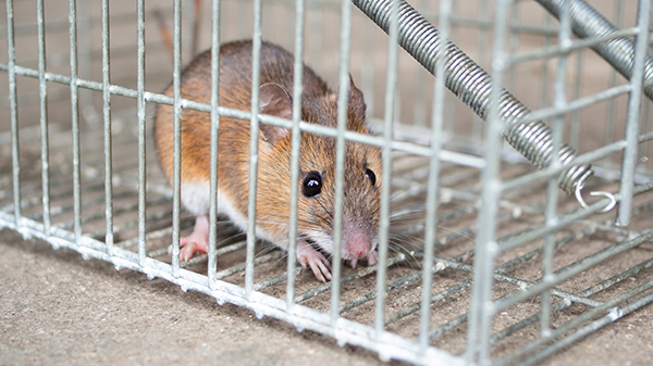 レプトスピラ症の原因のネズミの写真