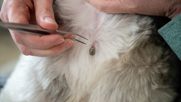 重症熱性血小板減少症候群の原因のダニと犬の写真