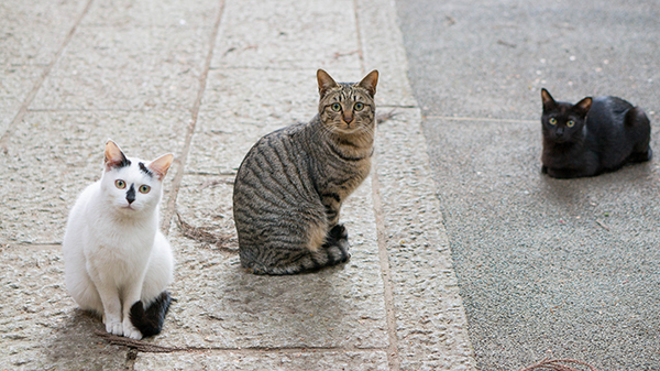 神社境内の猫の景観写真