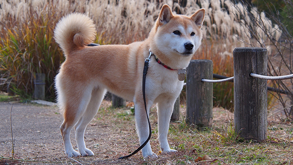 公園の犬の散歩の景観写真
