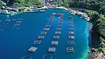 水産業と魚病のPCR事例