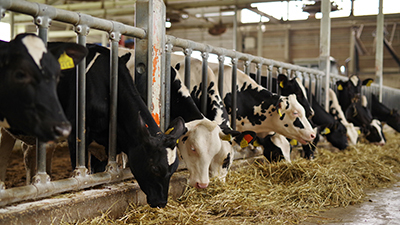 家畜感染症のPCR事例