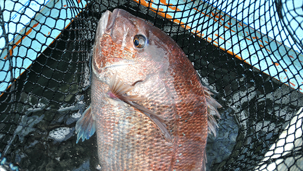 鯛の養殖場の生簀からの體写真