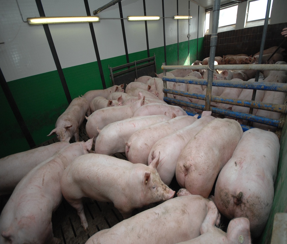 養豚写真
